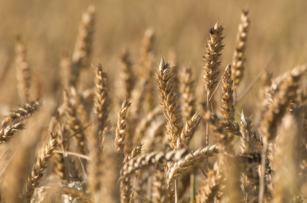 A field of golden wheat.