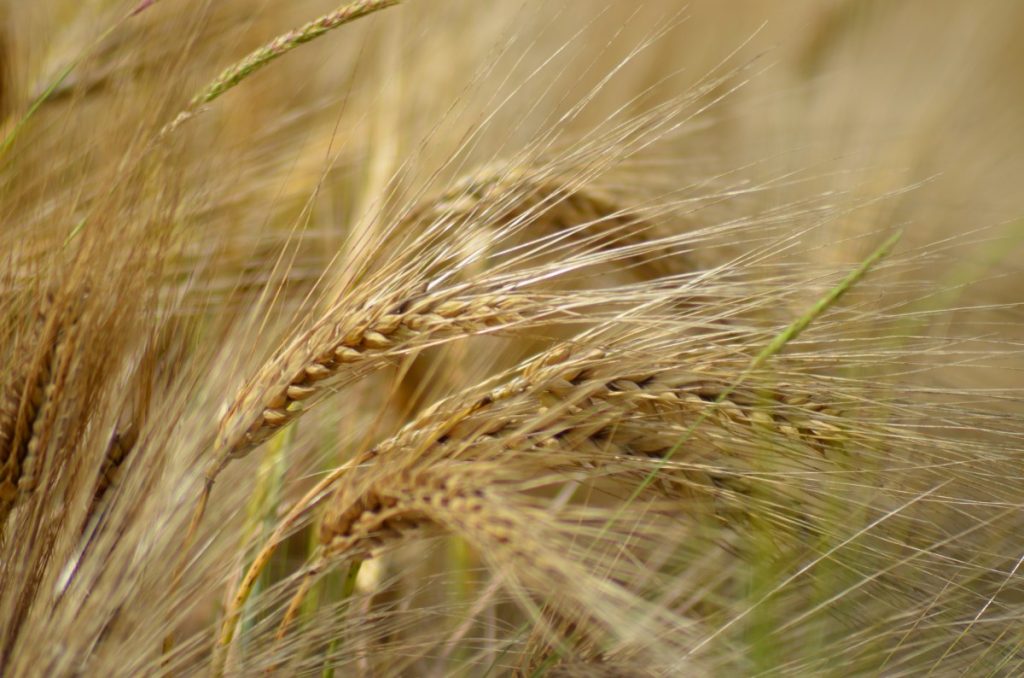 A field of barley